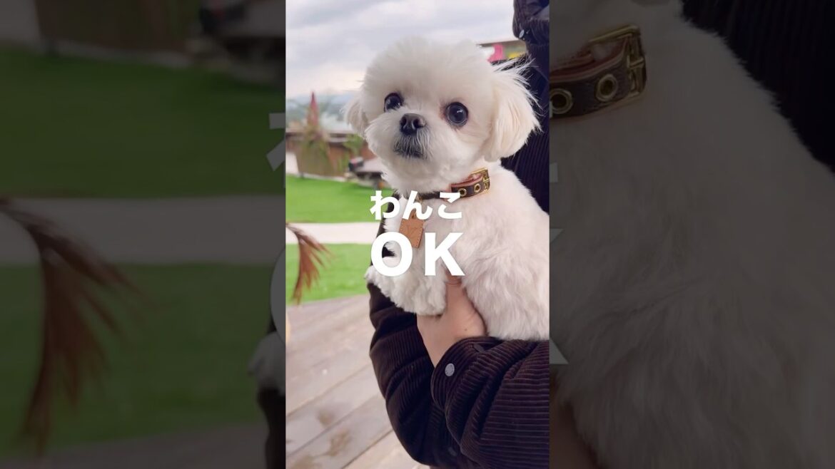 沖縄那覇の映える犬同伴ＯＫなカフェを正直レビュー！