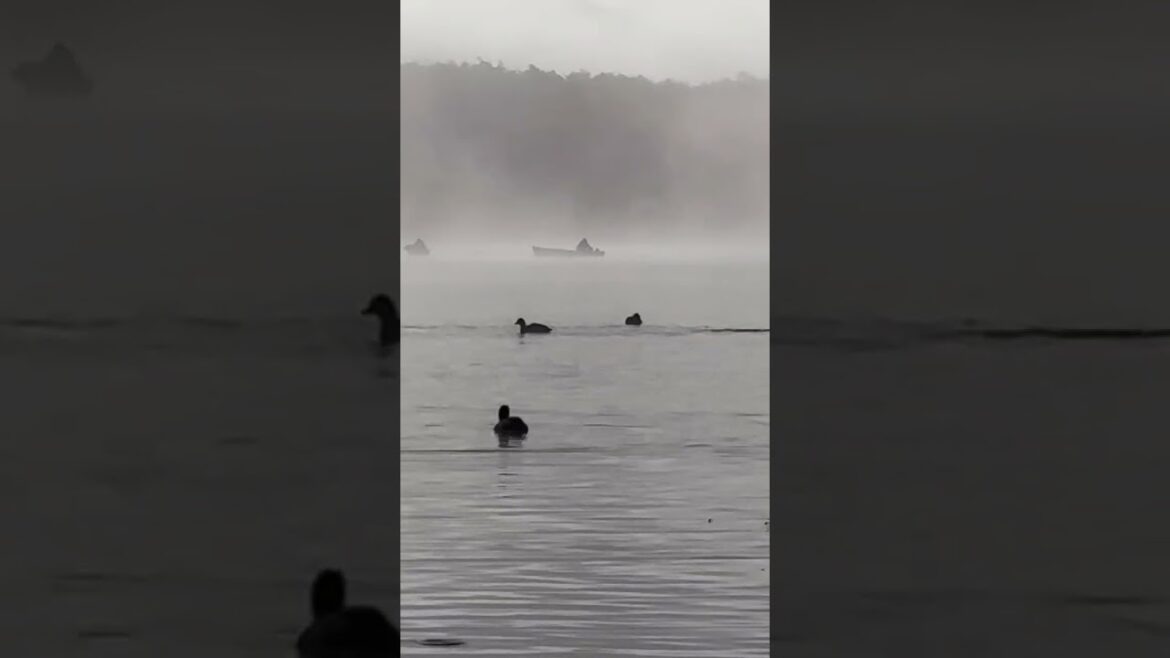 Wild Duck In Foggy Lake