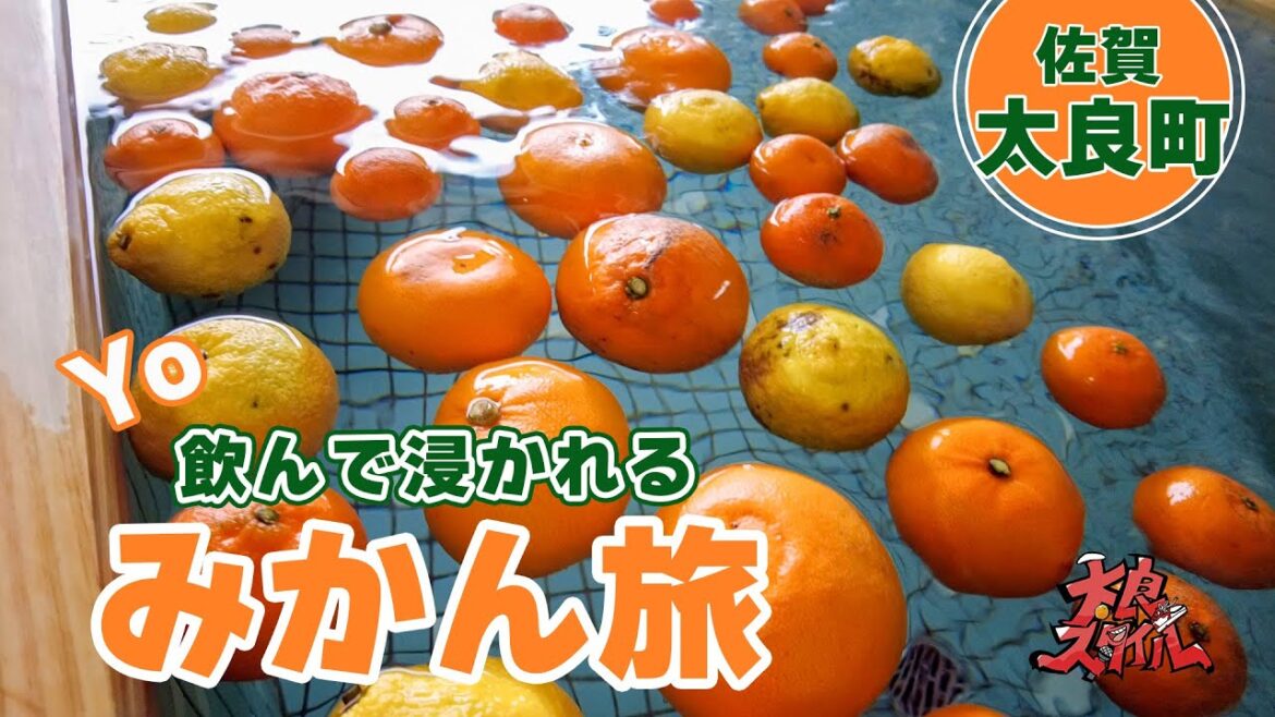 Yo! みかん風呂でスベスベ!? 太良町みかん三昧ツアー! Yo! みかん風呂でスベスベ!? 太良町みかん三昧ツアー!
