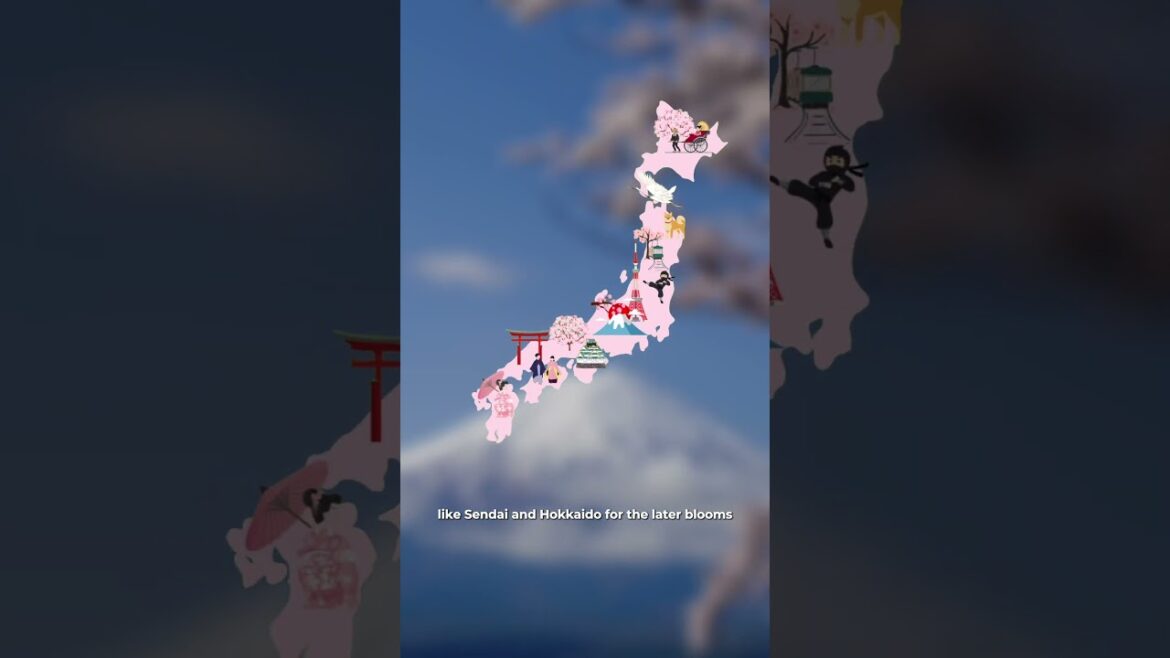 Japan’s cherry blossom season is here! 🌸