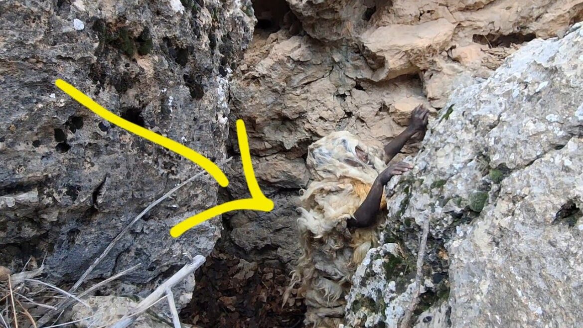 Beautiful and amazing moments of finding a baby giant in Iran. #Like #Viral