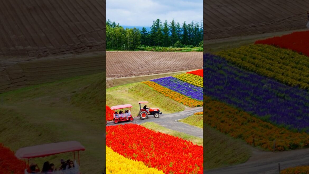 Hokkaido, Japan #hokkaido #japan #asiantravel  #travel Hokkaido, Japan #hokkaido #japan #asiantravel  #travel