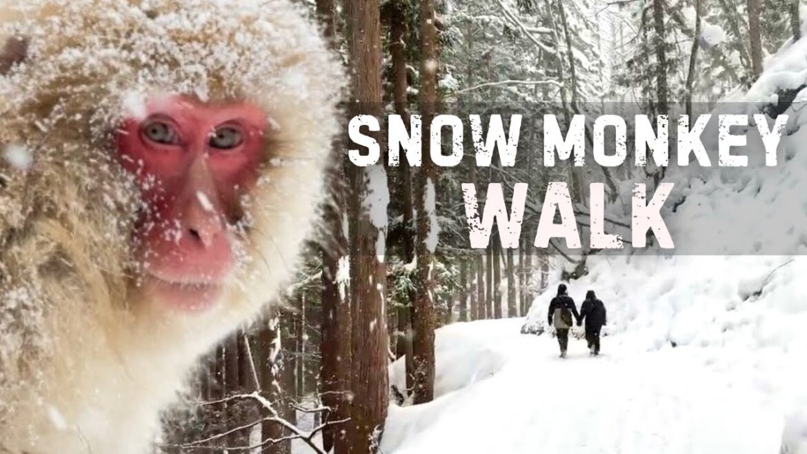 The FULL walk to the Japanese Snow Monkeys!
