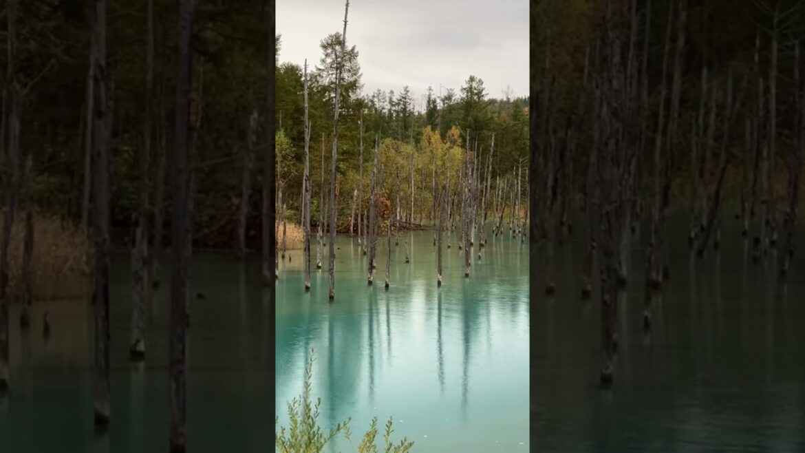Why is this pond blue? (Biei, Hokkaido, Japan)