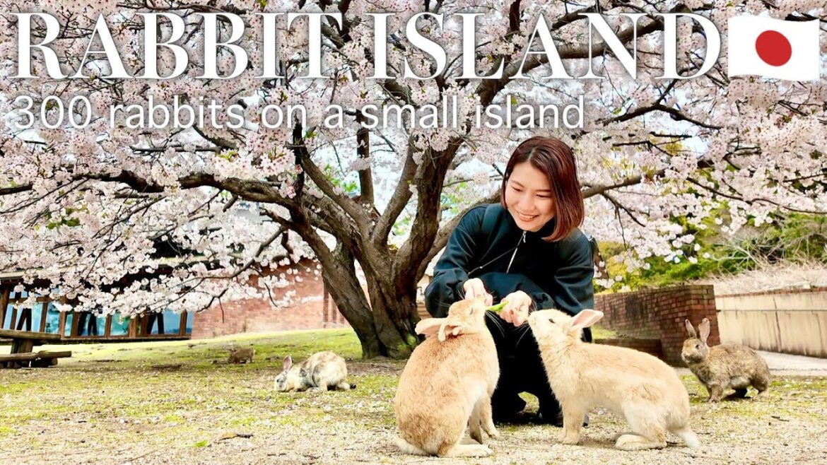 HIROSHIMA🇯🇵 Rabbit Island (Okunoshima)🐰🌸 Only in Japan⭐️ Japanese travel vlog