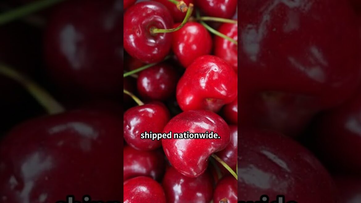 【JAPAN】Must Go Places Yamagata（山形） 31Jan2025