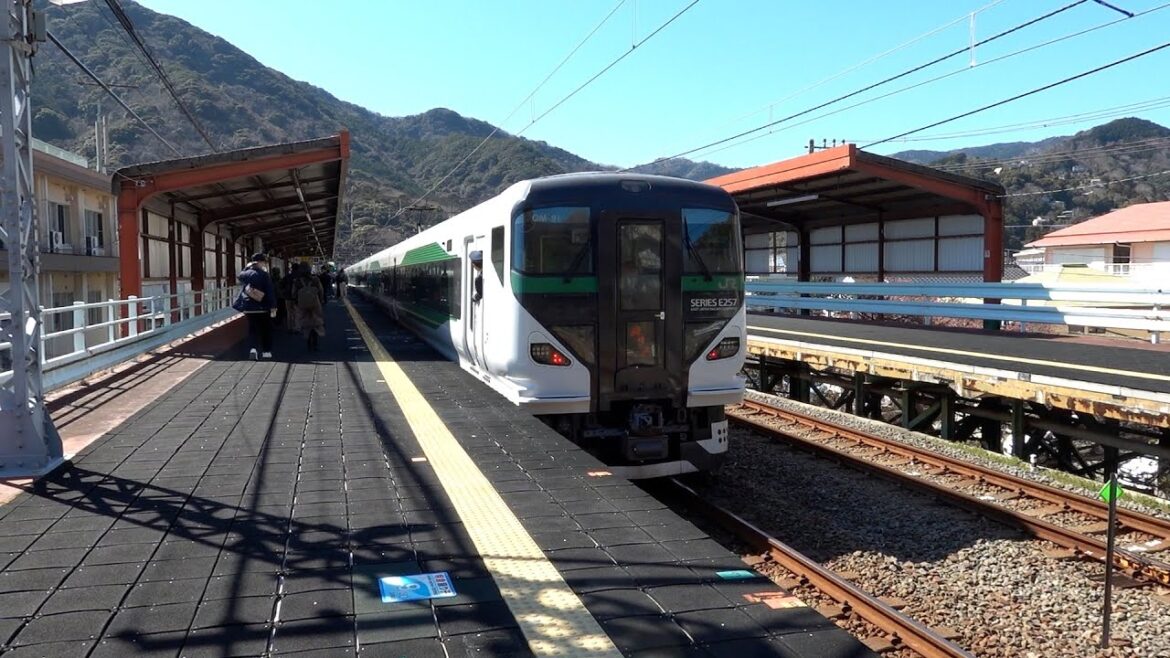 Tokyo Day Trip (2025 Feb): Finding Kawazu Cherry Blossoms & Ekiben Journey Tokyo Day Trip (2025 Feb): Finding Kawazu Cherry Blossoms & Ekiben Journey