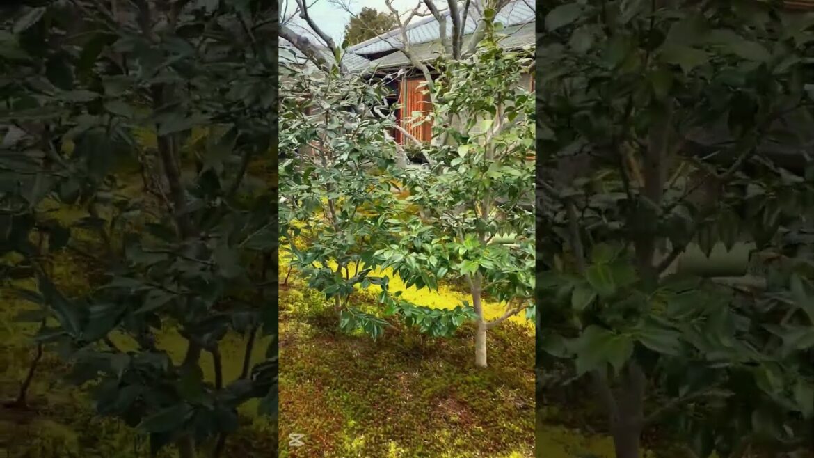 Kyoto 500 Year Old Japanese Garden Holds Ancient Mystery! #japan #kyoto