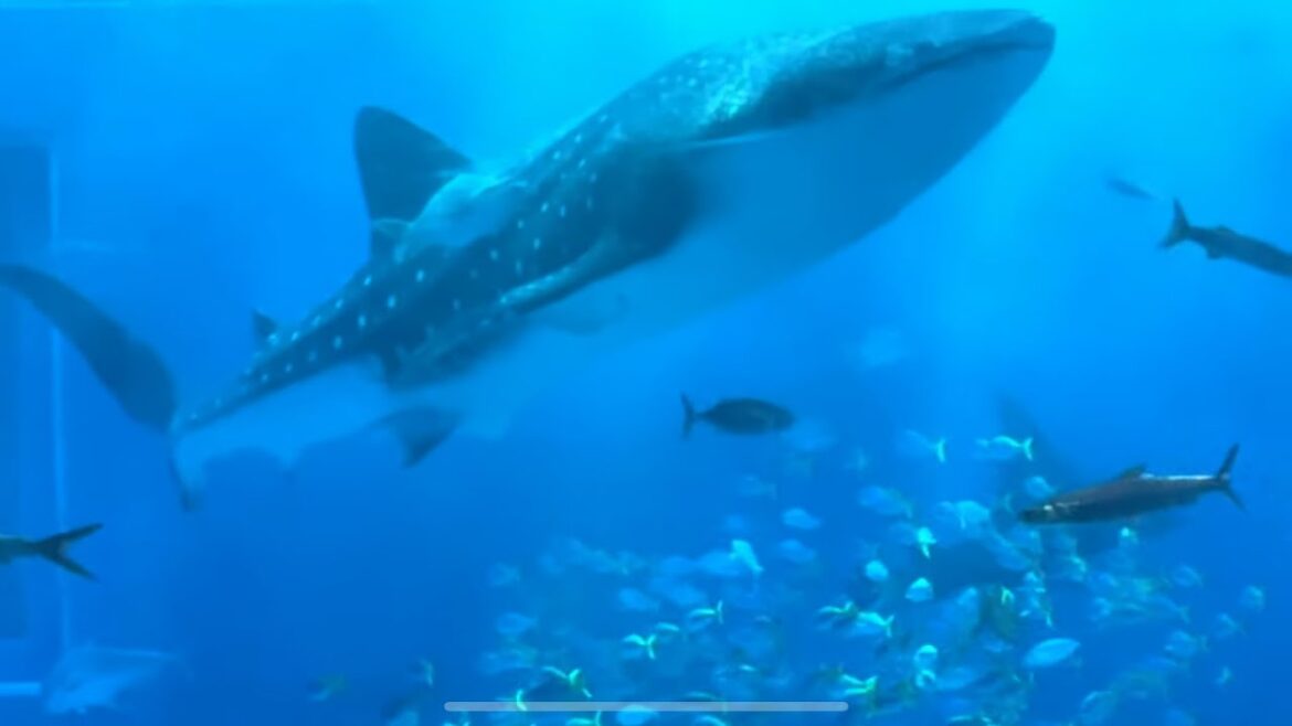 冬の沖縄旅行2日目【美ら海水族館•ソーキそば•首里城•プロ野球•高校野球巡り】