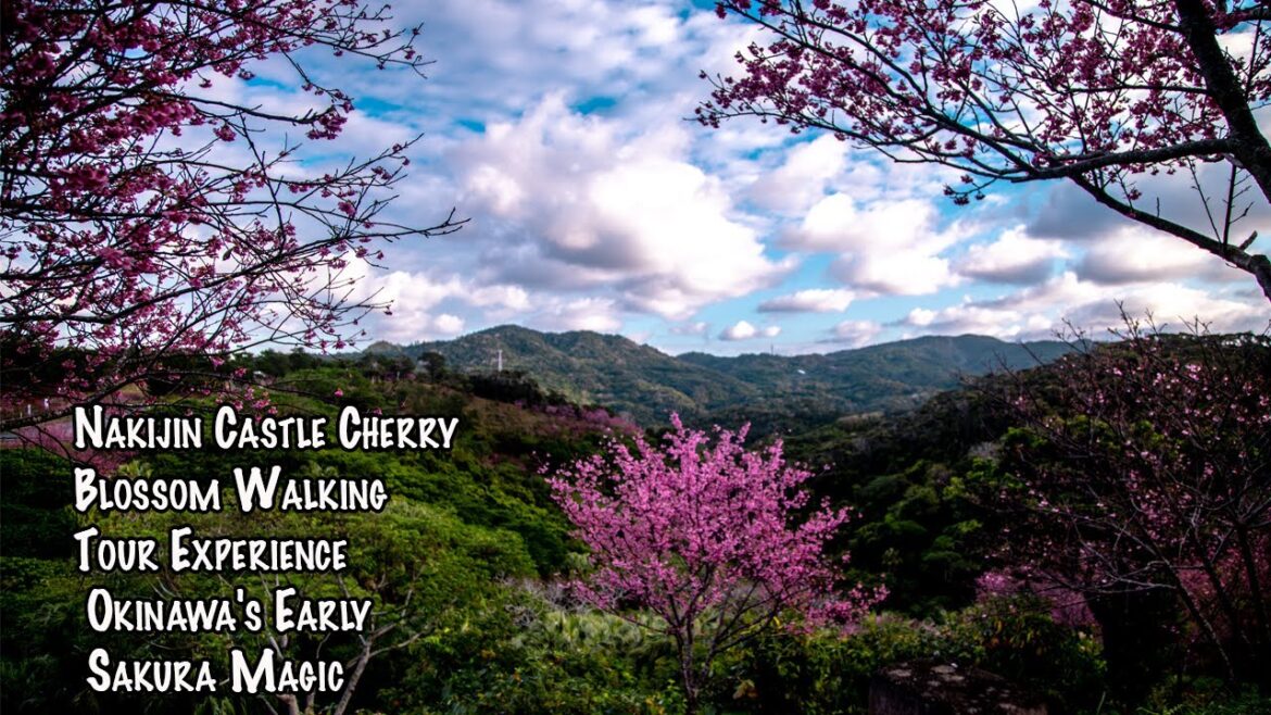 Nakijin Castle Cherry Blossom Walking Tour Experience Okinawa's Early Sakura Magic