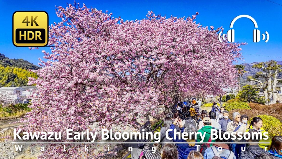 🌸 Kawazu Early Blooming Cherry Blossoms 2025 🌸 Walking Tour to The Original Tree [4K/HDR/Binaural]