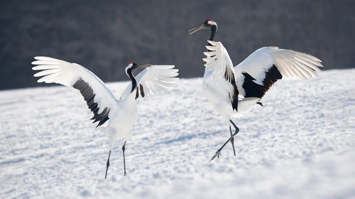 The Red Crowned Cranes of Hokkaido Japan - POV Photography Tour
