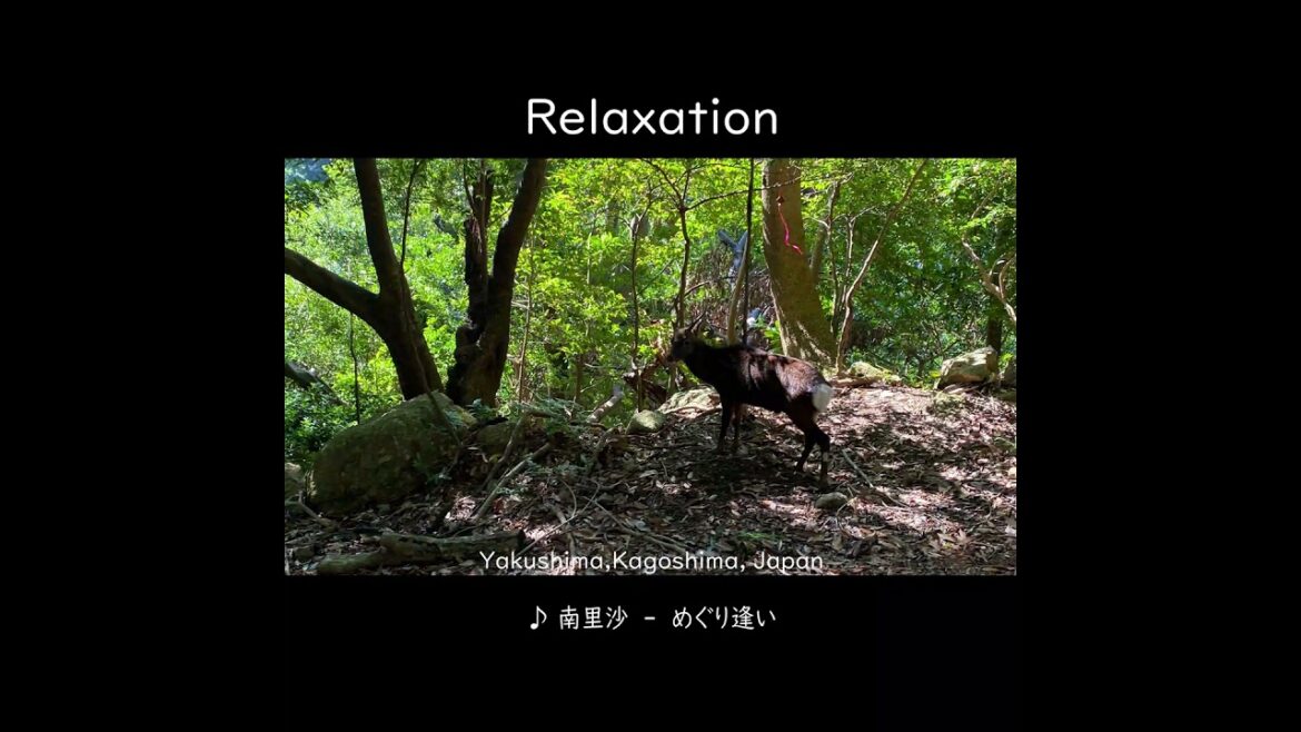 癒される旅・・・屋久島・・・ショート リラクゼーション-04 #shorts