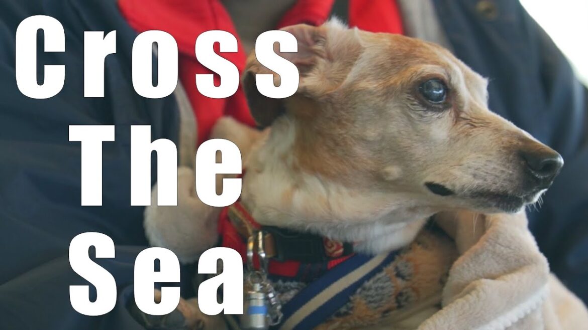 Trip of Vlog in CHIBA Trip of Vlog in CHIBA