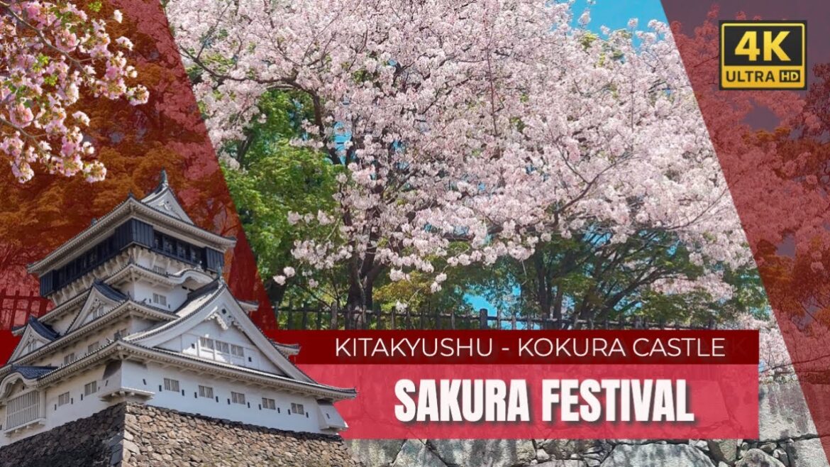 Japan’s Beautiful Cherry Blossoms at Kokura Castle in Kitakyushu (4K) Japan's Beautiful Cherry Blossoms at Kokura Castle in Kitakyushu (4K)