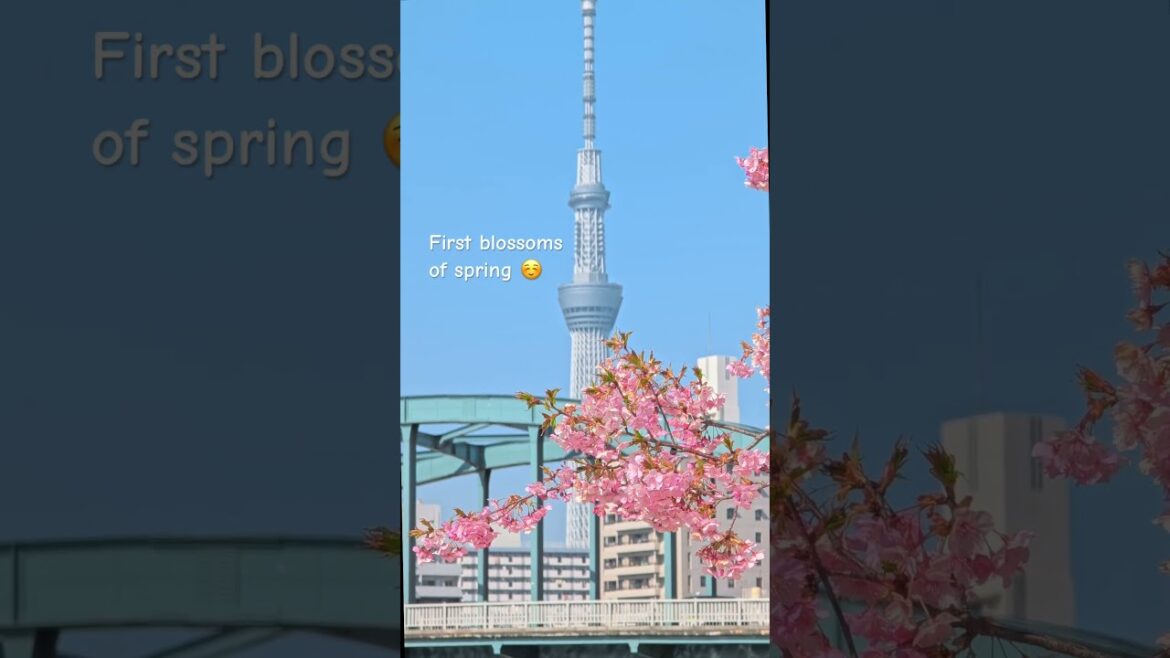 Tokyo Cherry Blossoms 2025 is here! 🌸