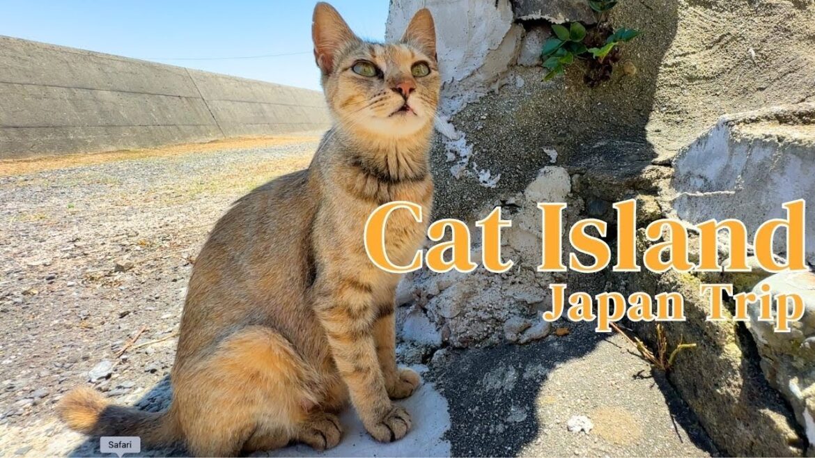 Cat island in Japan.๐๐  Day trip to meet cats on a small island in western Japan. Cat island in Japan.๐๐  Day trip to meet cats on a small island in western Japan.