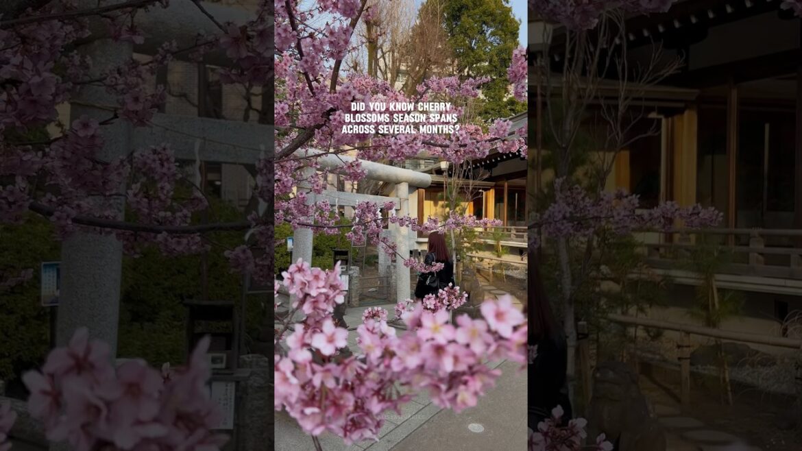 Spots in and around Tokyo to enjoy kawazu-zakura πΈ #japan #japanlife #japantravel #sakura Spots in and around Tokyo to enjoy kawazu-zakura πΈ #japan #japanlife #japantravel #sakura