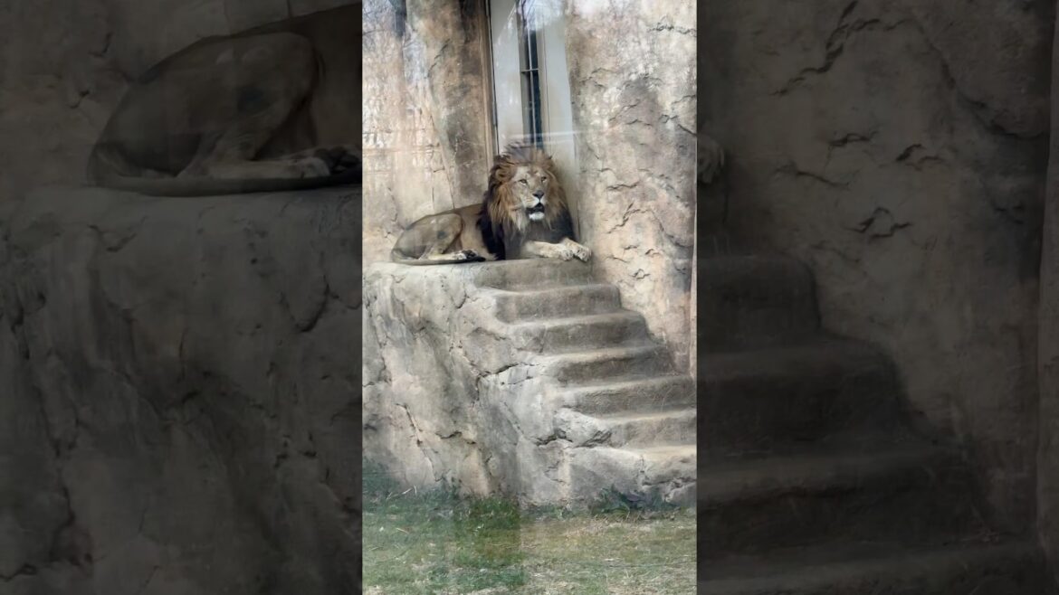 The King of The Jungle, The Lionking. #japan #chiba #zoo #lionking #simba #nature #park #travel