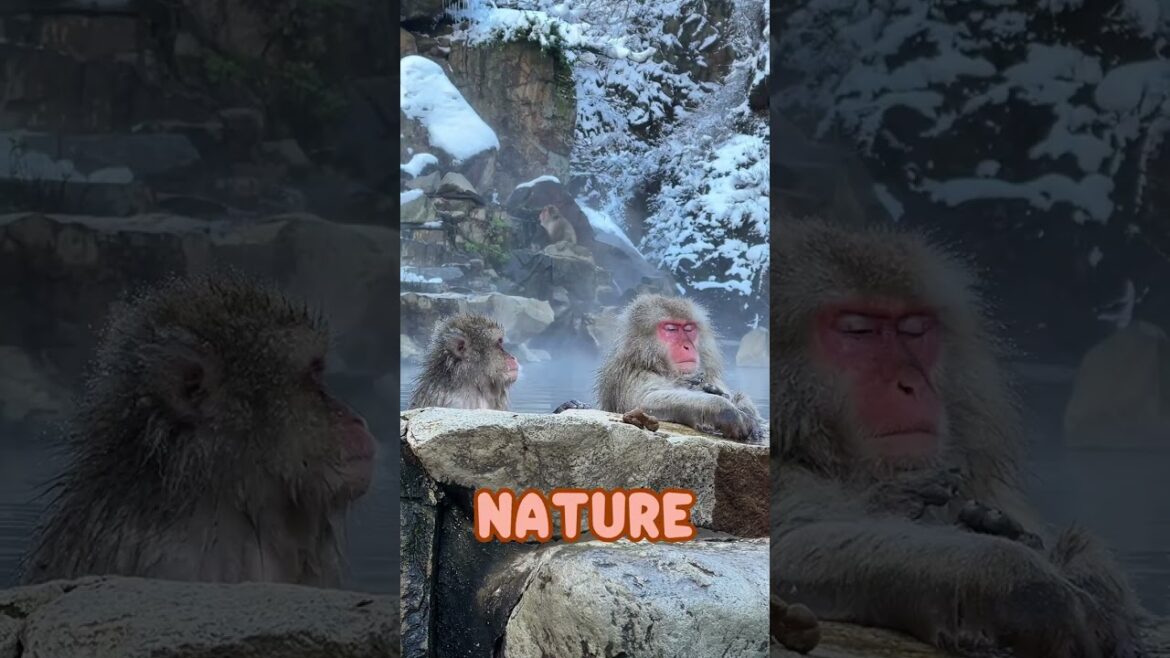 ๐ต Snow Monkeys in Hot Springs! | ๆธฉๆณใงใใคใใ้ช็ฟ๏ผ๐โ๏ธ๐ฏ๐ต ๐ต Snow Monkeys in Hot Springs! | ๆธฉๆณใงใใคใใ้ช็ฟ๏ผ๐โ๏ธ๐ฏ๐ต