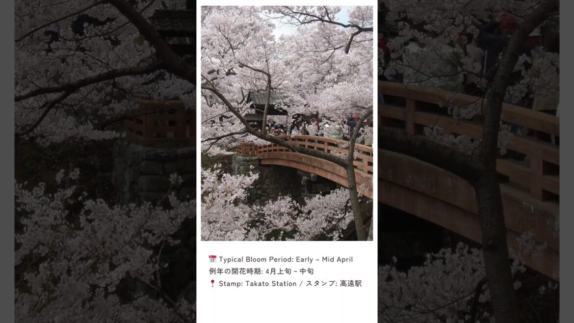 Top 5 Cherry Blossom Spots & Eki Stamps! ๐ธ๐ | Travel Top 5 Cherry Blossom Spots & Eki Stamps! ๐ธ๐ | Travel