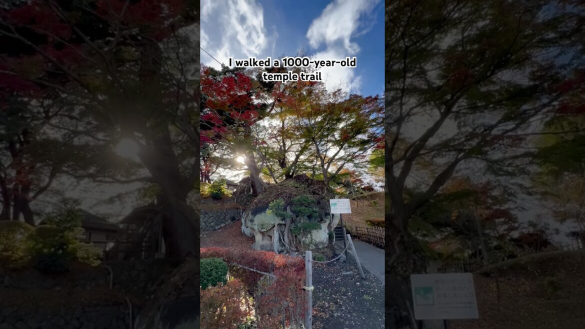I walked a 1000 year old temple trail! #japan #zen #travel #shorts #japantravel I walked a 1000 year old temple trail! #japan #zen #travel #shorts #japantravel