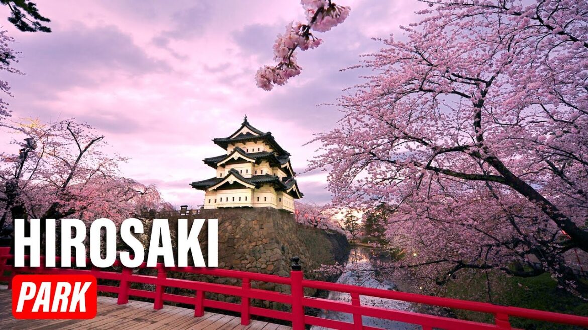 Hirosaki Park: The Best Cherry Blossom Spot in Japan Hirosaki Park: The Best Cherry Blossom Spot in Japan