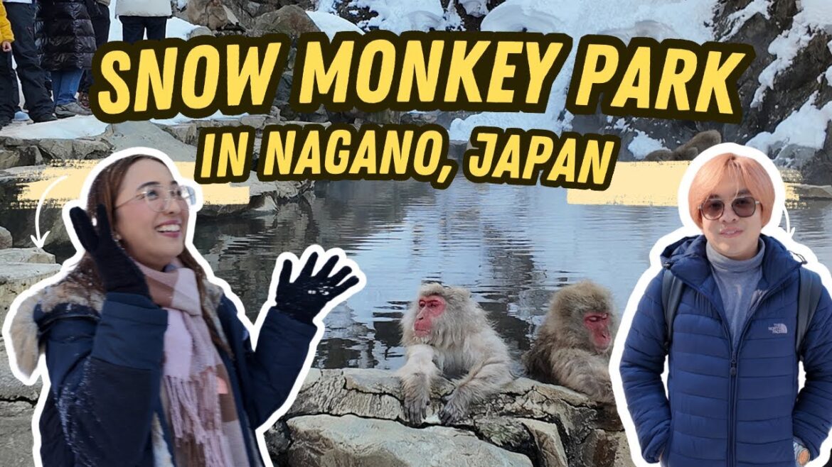 Journey to Japan’s Snow Monkey Park – A Trek Worth Taking