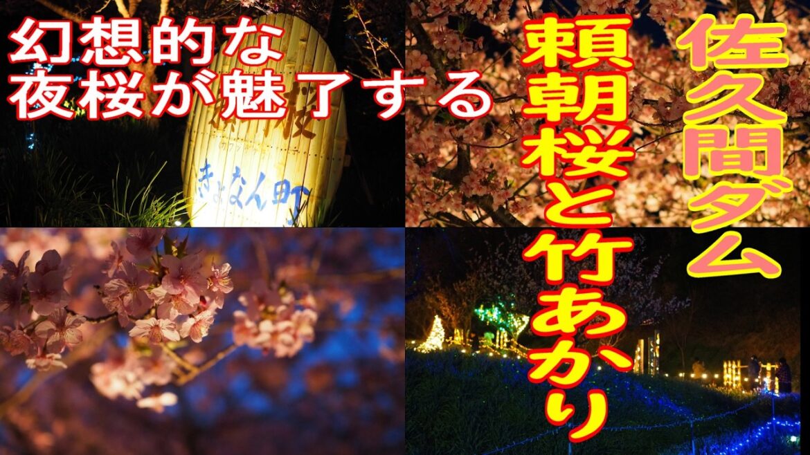 【頼朝桜と竹あかり2025/千葉観光】出かけるなら今!!ライトアップは間もなく終了です。佐久間ダム『頼朝桜と竹あかり』 【頼朝桜と竹あかり2025/千葉観光】出かけるなら今!!ライトアップは間もなく終了です。佐久間ダム『頼朝桜と竹あかり』