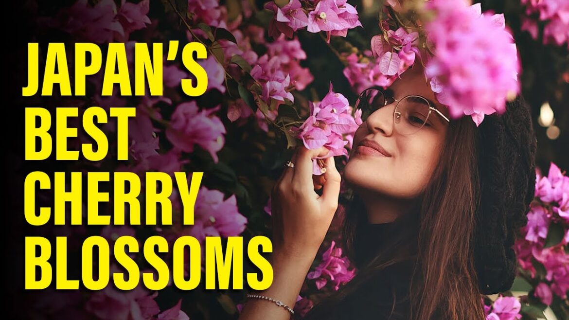 7 Most Magical Cherry Blossom Spots in Japan