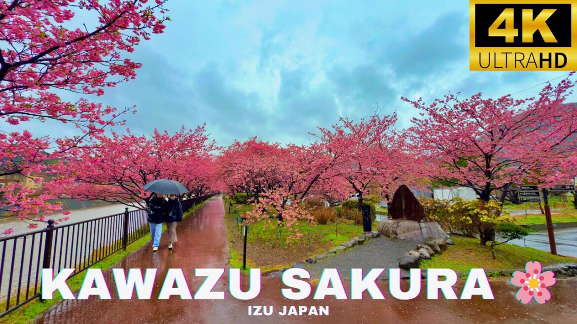 Most Famous Early🌸sakura🌸blossoms spot in japan/Heavy rain Walk in Kawazu River,Shizuoka/@4KJAPAN