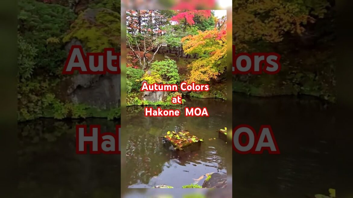 Autumn Colors at Hakone MOA Part 2 of 2 #japantravel #autumncolors #hakone #nature Autumn Colors at Hakone MOA Part 2 of 2 #japantravel #autumncolors #hakone #nature