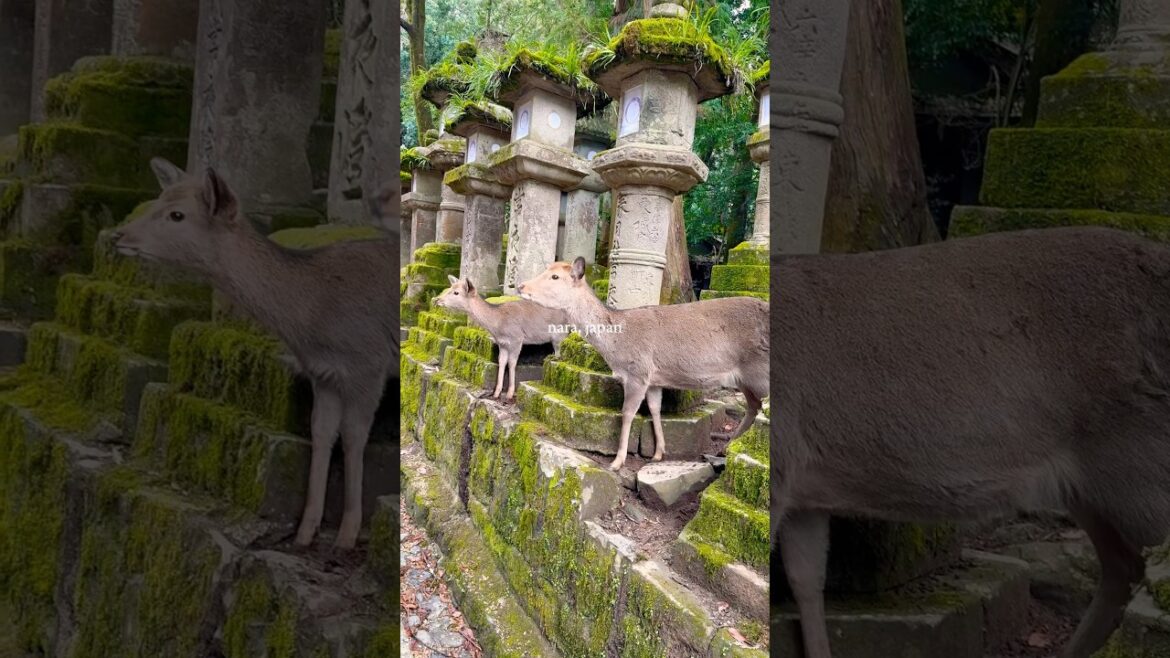 Temple Guardians of Japan’s Ancient Shrine