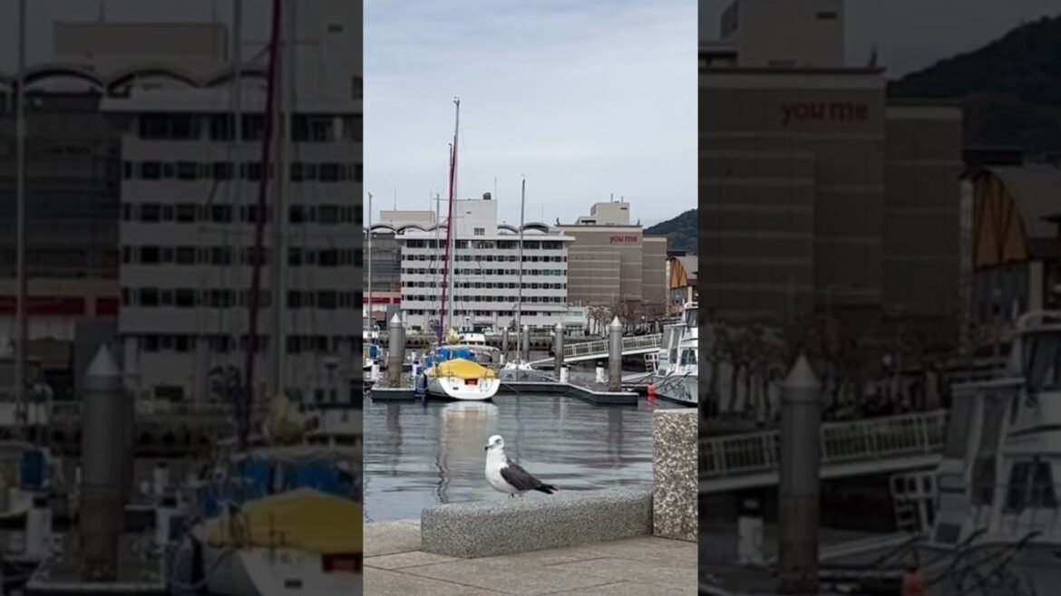 【長崎 長崎港】 人馴れした可愛いカモメ  #長崎旅行 #長崎観光おすすめ #長崎港のカモメ