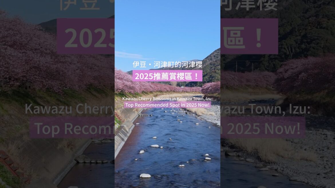 Kawazu Cherry Blossoms in Kawazu Town, Izu:  Top Recommended Spot in 2025 Now!