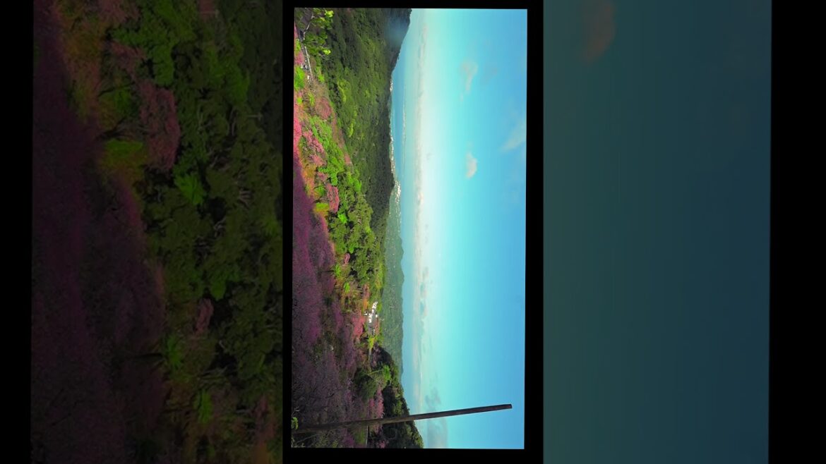 Okinawa Cherry Blossom Tour Yaedake Sakuranomori Cherry Blossom