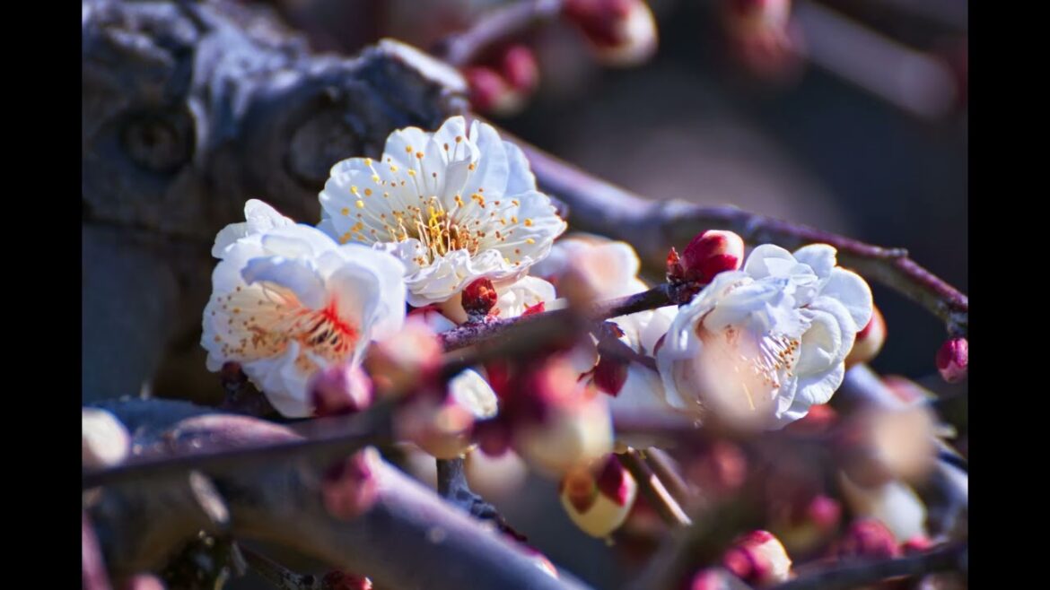 感激を求めて　かんざんじ温泉 大草山昇竜しだれ梅園（佐藤農園）　2025年２月27日　静岡県浜松市