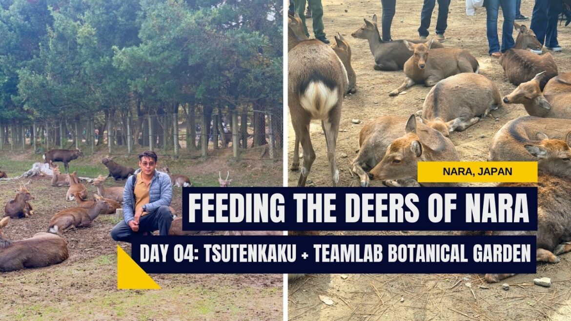 Feeding Deers in Nara, Tsutenkaku tower and Teamlab’s Botanical Garden (Osaka, Japan – Day 04) Feeding Deers in Nara, Tsutenkaku tower and Teamlab's Botanical Garden (Osaka, Japan - Day 04)
