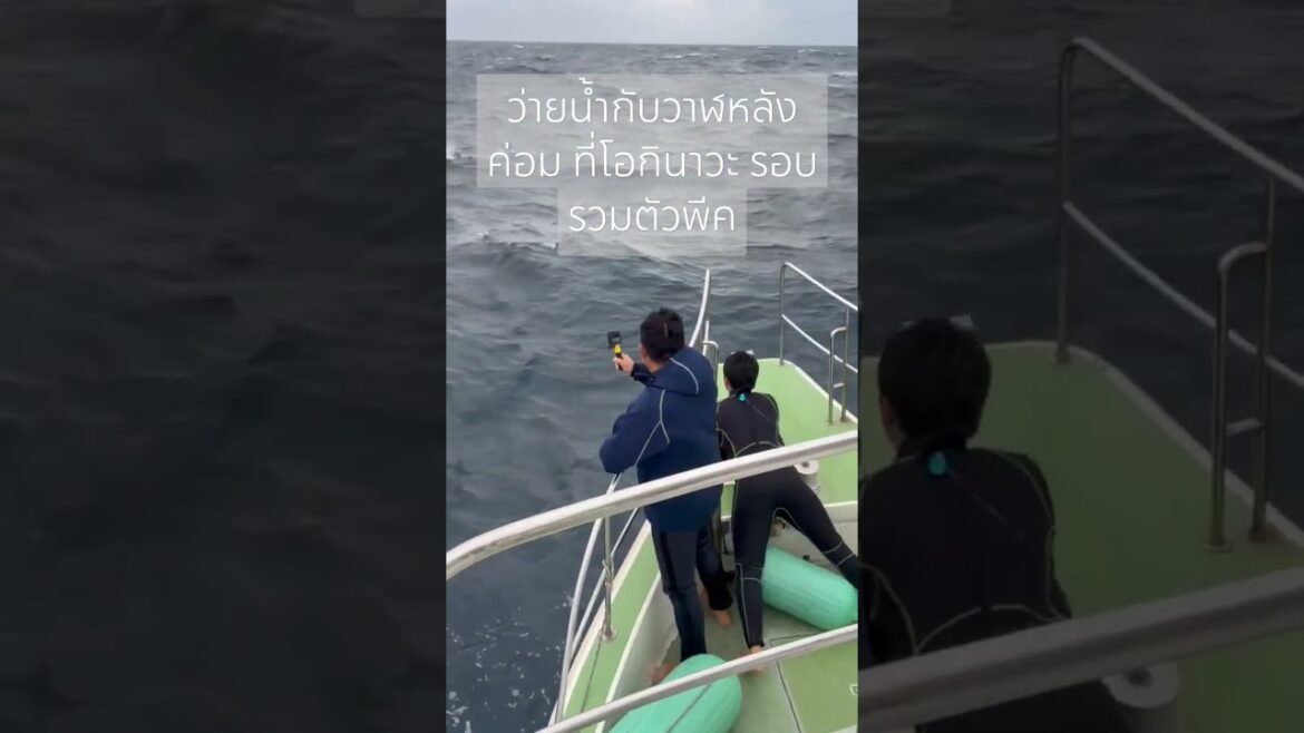 ไปตามหาวาฬหลังค่อมกัน #okinawa #humpbackwhale #dolphin #smf #japan #naha