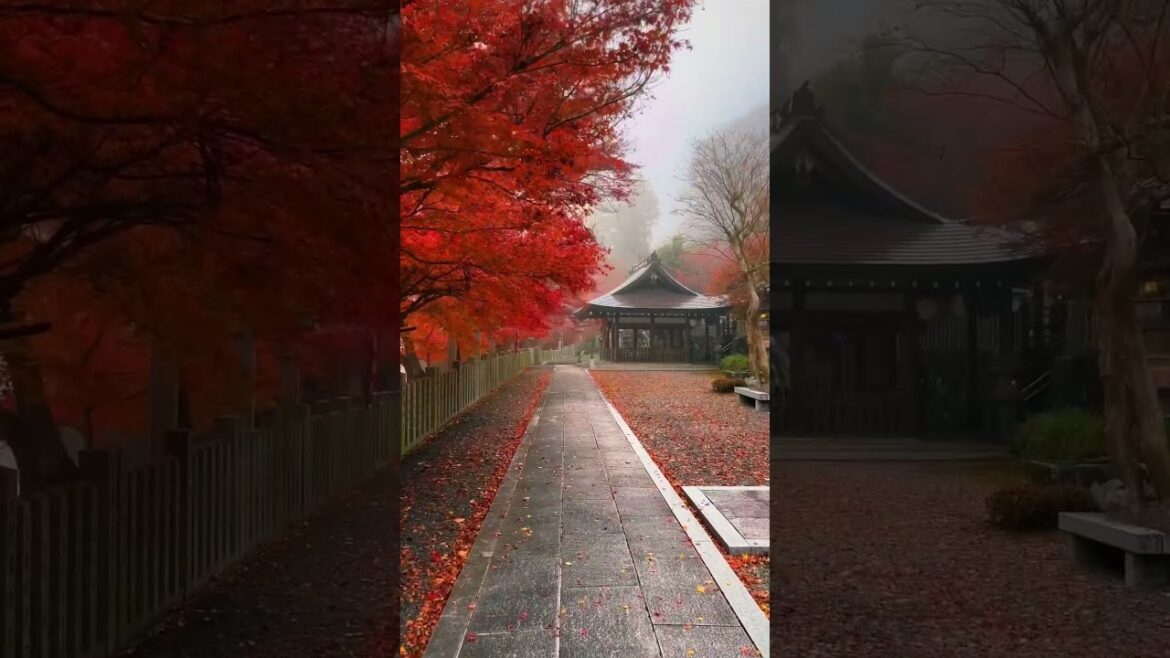 Kuwata Shrine / 桑田神社 #travel #旅行 #visitjapan #観光 #japan #japantravel #kyoto #kyototrip #autumn #京都