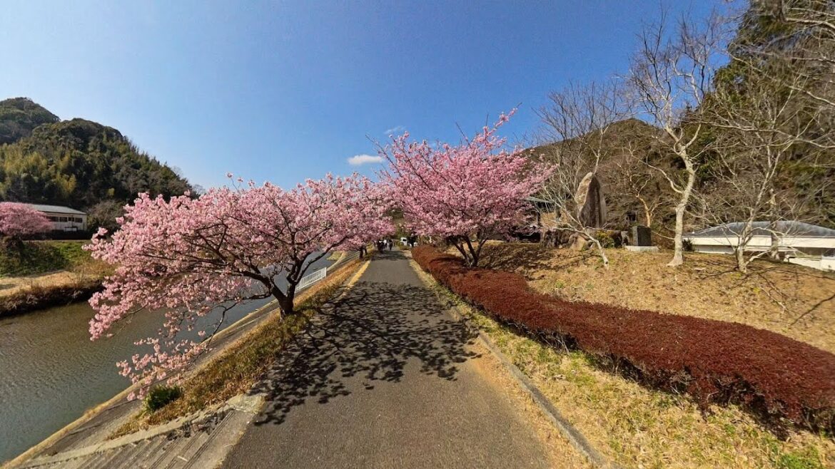 Shizuoka Sakura Trip 2025 | 02 March 2025