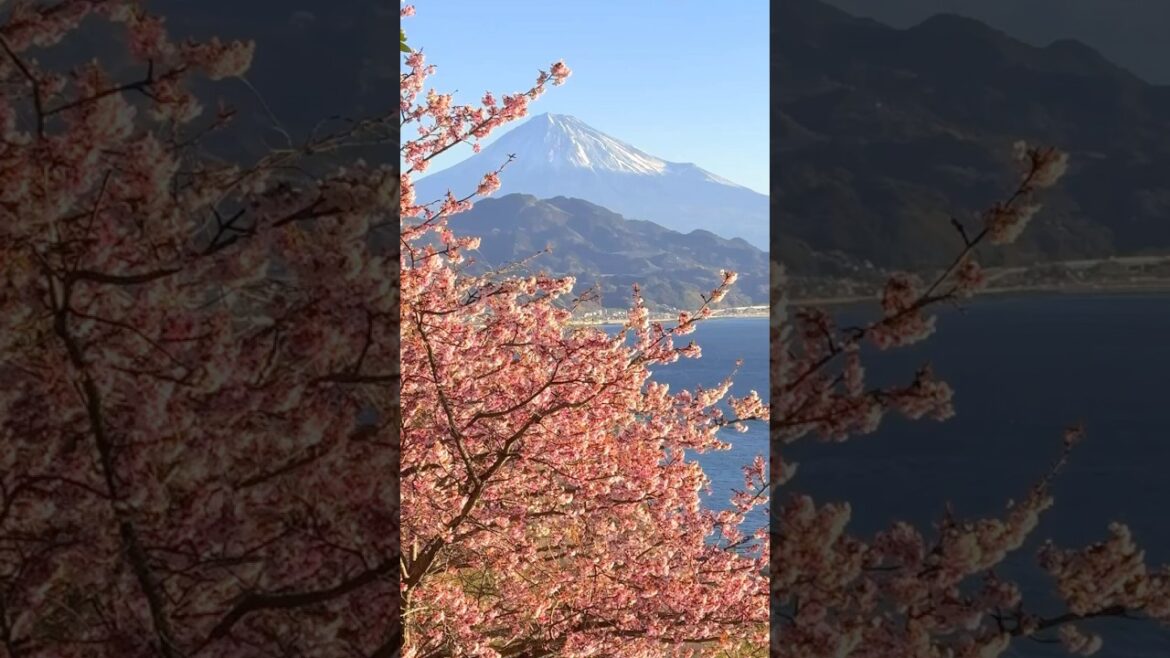 薩埵峠で富士山と寒緋桜 📲2025/2/24Mt.Fuji and Kanhi Zakura cherry blossoms🗻🌸 at Satta Toge Pass #shorts
