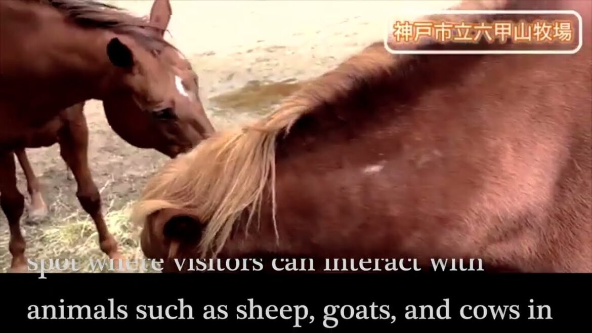 [Japan Travel Tips] Rokkosan Ranch / 六甲山牧場 Hidden Spots, Stunning Views