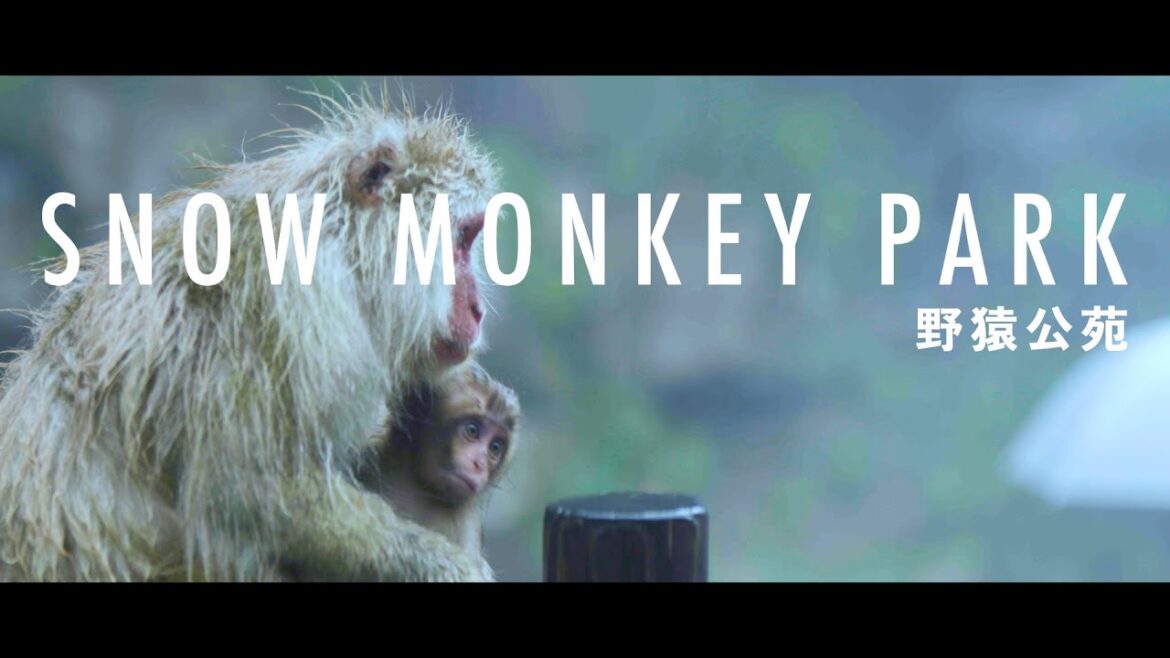 SNOW MONKEY PARK -PART 1 [Cinematic  Vlog] A movie cameraman from Hollywood visiting Nagano, Japan