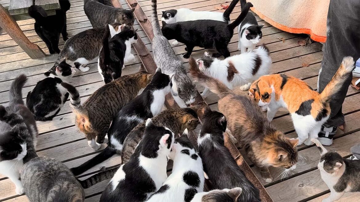 Japan’s Must Visit Cat Islands Four Picksπ Japan's Must Visit Cat Islands Four Picksπ