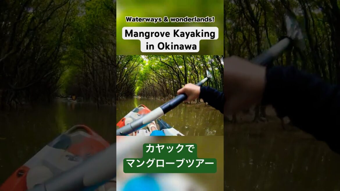 Mangrove Kayaking in Okinawa! / カヤックでマングローブ探検! #okinawa #mangrove #沖縄 #insta360go3s #insta360 Mangrove Kayaking in Okinawa! / カヤックでマングローブ探検! #okinawa #mangrove #沖縄 #insta360go3s #insta360