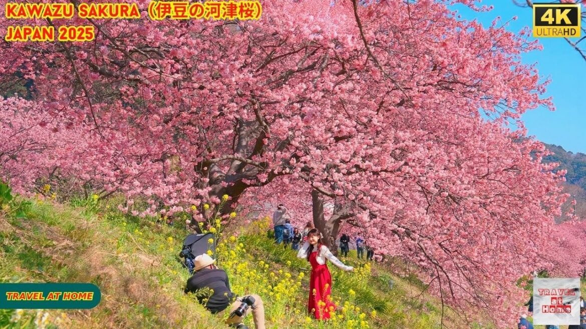 4k hdr japan travel 2025 | Kawazu Sakura Blossoms in Minamiizu(伊豆の河津桜)| Japan Cherry Blossoms 4k hdr japan travel 2025 | Kawazu Sakura Blossoms in Minamiizu(伊豆の河津桜)| Japan Cherry Blossoms