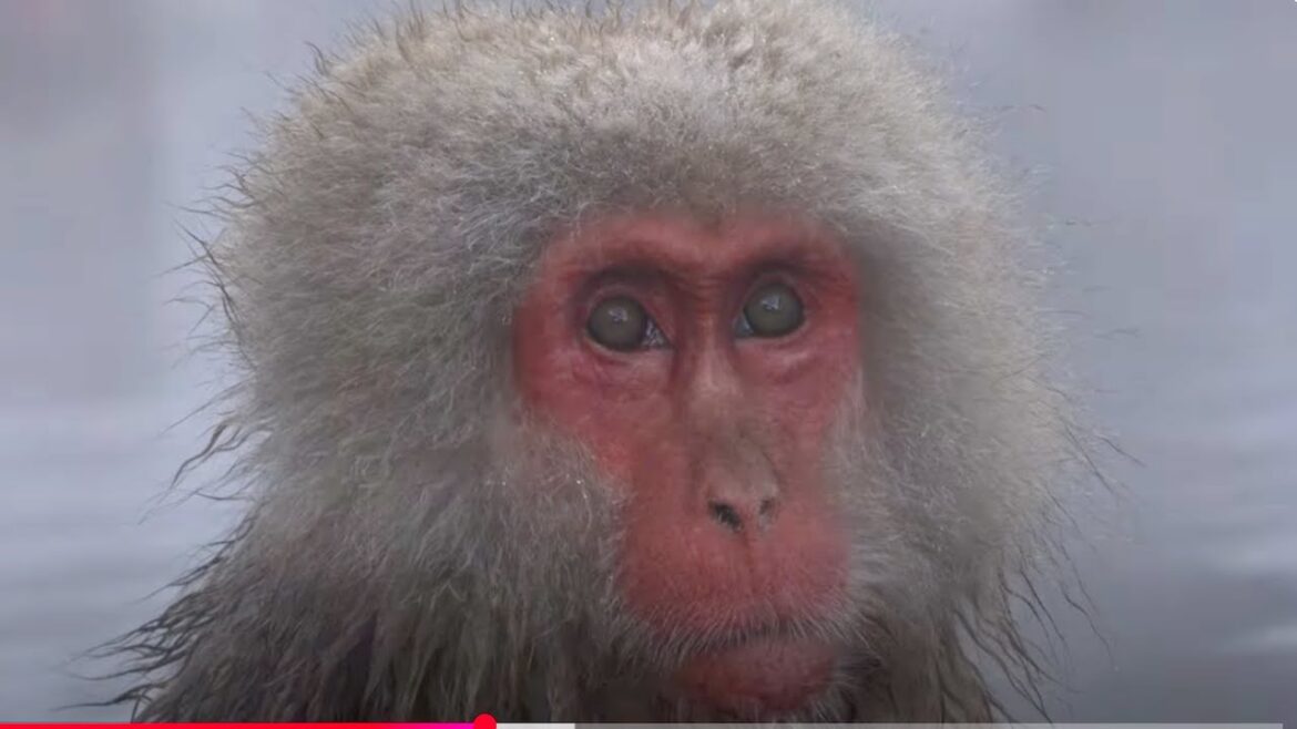 January in Japan Part I: The Japanese Alps & Snow Monkeys