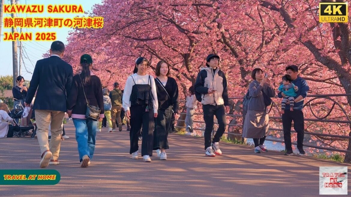 4k hdr japan travel 2025 | Kawazu Sakura Blossoms in Kawazu(静岡県河津町の河津桜)| Japan Cherry Blossoms 4k hdr japan travel 2025 | Kawazu Sakura Blossoms in Kawazu(静岡県河津町の河津桜)| Japan Cherry Blossoms