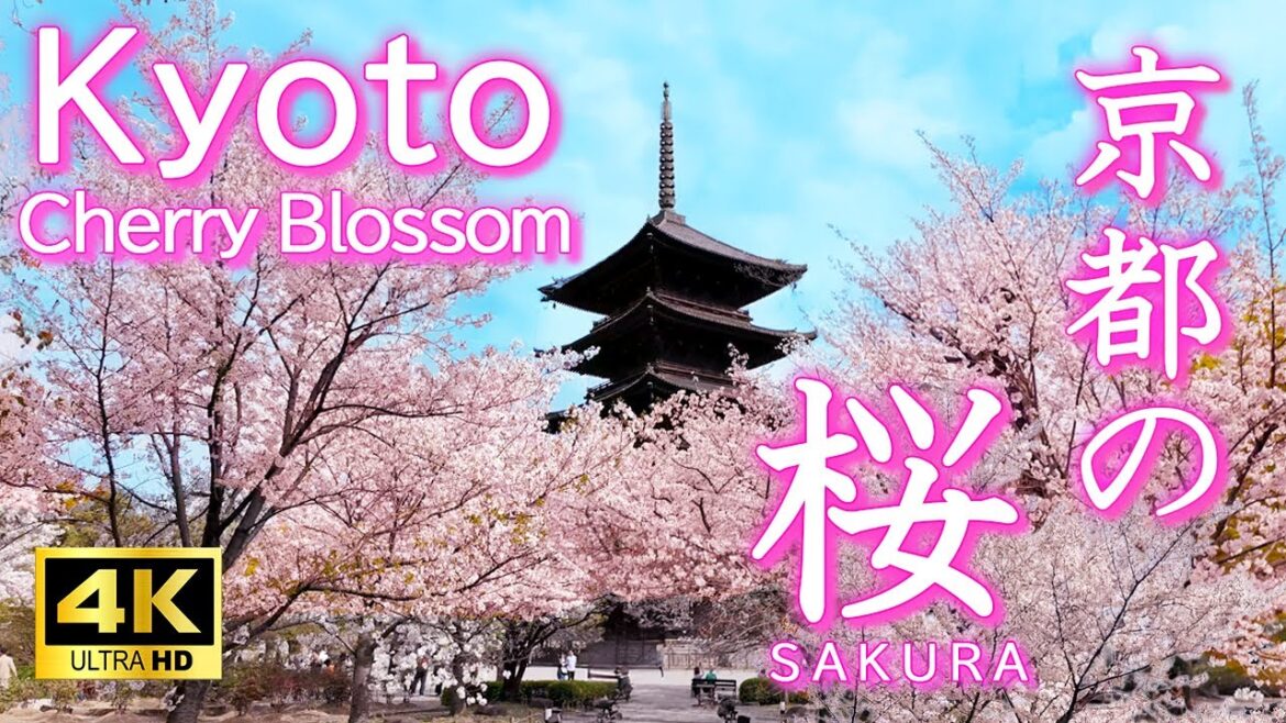 【京都の桜絶景30選】死ぬまでにもう一度行きたい名所